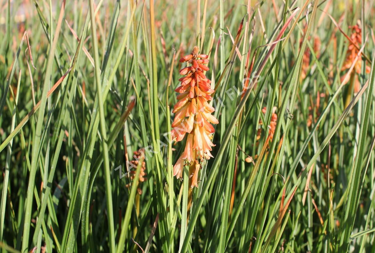 Kleopatřina jehla 'Creamsicle' - Kniphofia uvaria 'Creamsicle'