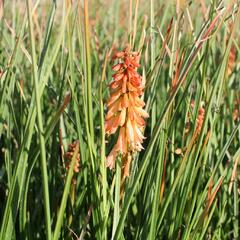 Kleopatřina jehla 'Creamsicle' - Kniphofia uvaria 'Creamsicle'