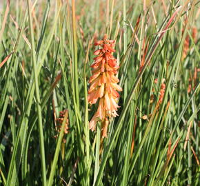 Kleopatřina jehla 'Creamsicle' - Kniphofia uvaria 'Creamsicle'