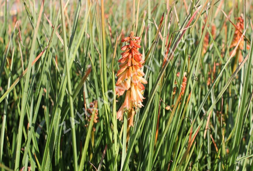 Kleopatřina jehla 'Creamsicle' - Kniphofia uvaria 'Creamsicle'