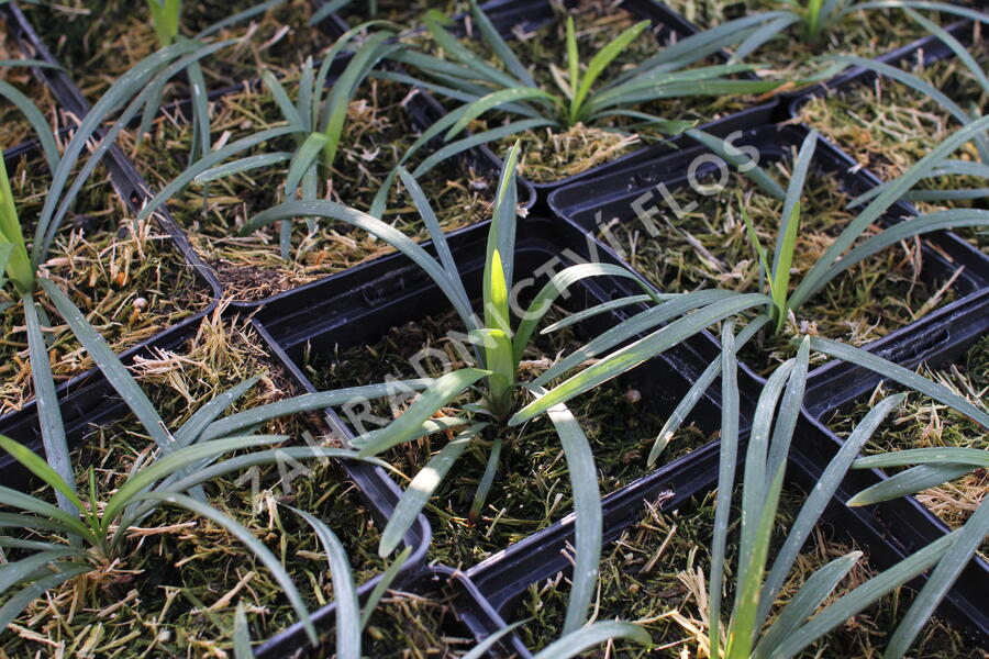 Liriope ‘Okina’ - Liriope ‘Okina’