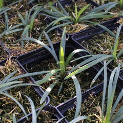 Liriope ‘Okina’ - Liriope ‘Okina’