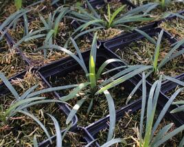 Liriope ‘Okina’