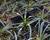 Liriope ‘Okina’