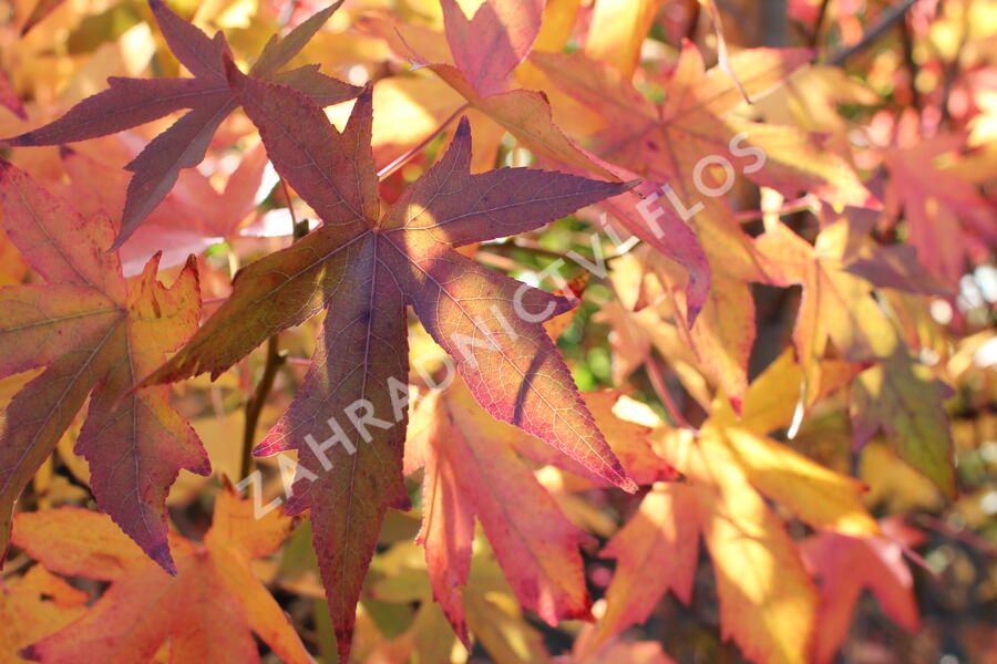 Ambroň západní 'Worplesdon' - Liquidambar styraciflua 'Worplesdon'
