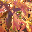 Ambroň západní 'Worplesdon' - Liquidambar styraciflua 'Worplesdon'