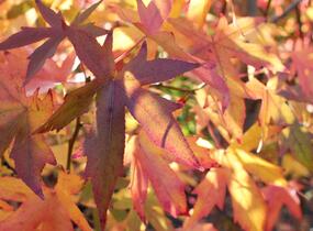 Ambroň západní 'Worplesdon' - Liquidambar styraciflua 'Worplesdon'