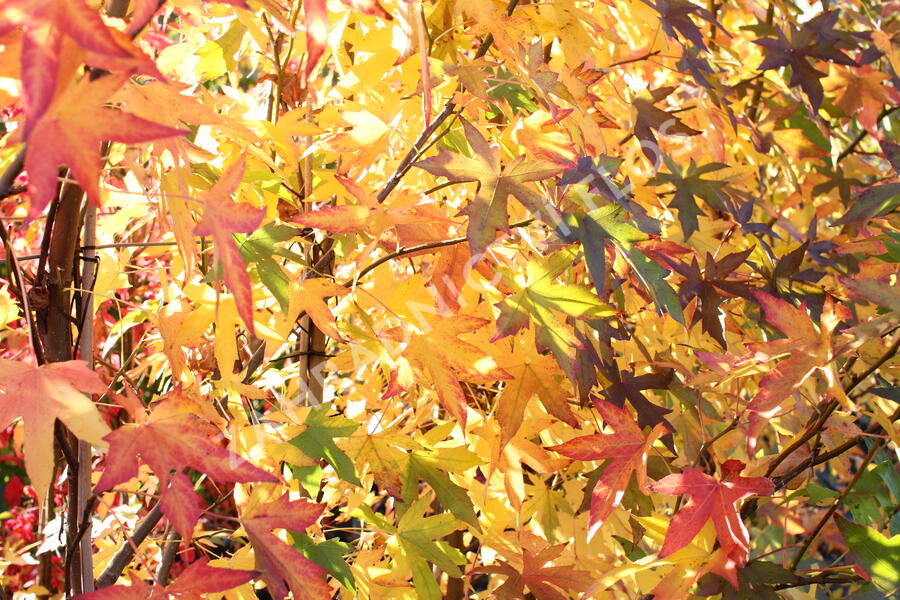 Ambroň západní 'Worplesdon' - Liquidambar styraciflua 'Worplesdon'