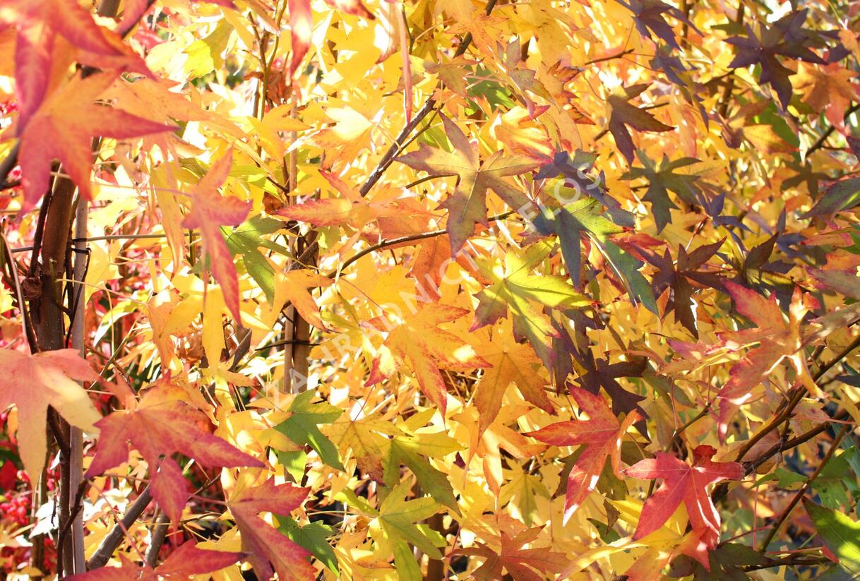 Ambroň západní 'Worplesdon' - Liquidambar styraciflua 'Worplesdon'