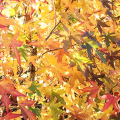 Ambroň západní 'Worplesdon' - Liquidambar styraciflua 'Worplesdon'