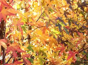 Ambroň západní 'Worplesdon' - Liquidambar styraciflua 'Worplesdon'