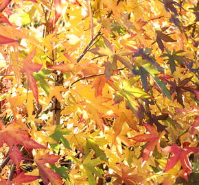 Ambroň západní 'Worplesdon' - Liquidambar styraciflua 'Worplesdon'