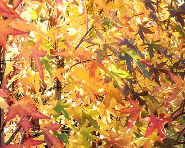 Ambroň západní 'Worplesdon'