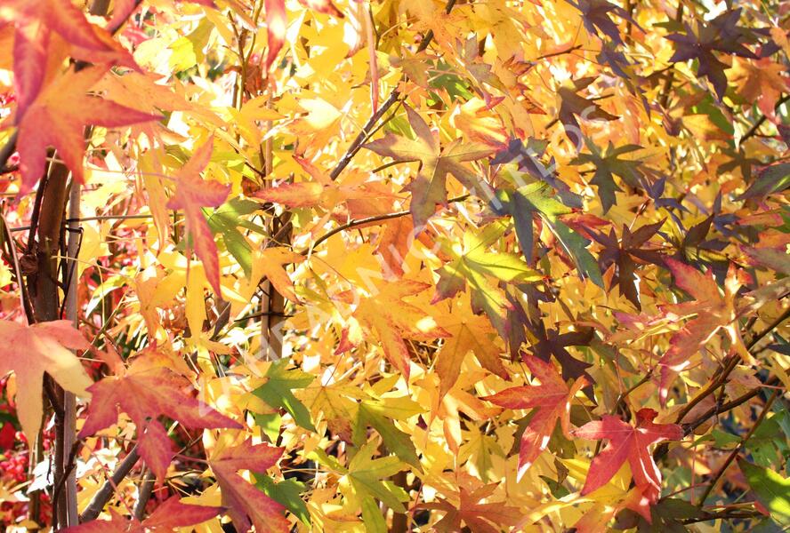 Ambroň západní 'Worplesdon' - Liquidambar styraciflua 'Worplesdon'