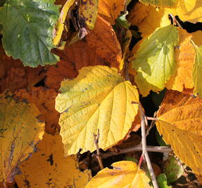 Vilín prostřední 'Aphrodite' - Hamamelis intermedia 'Aphrodite'