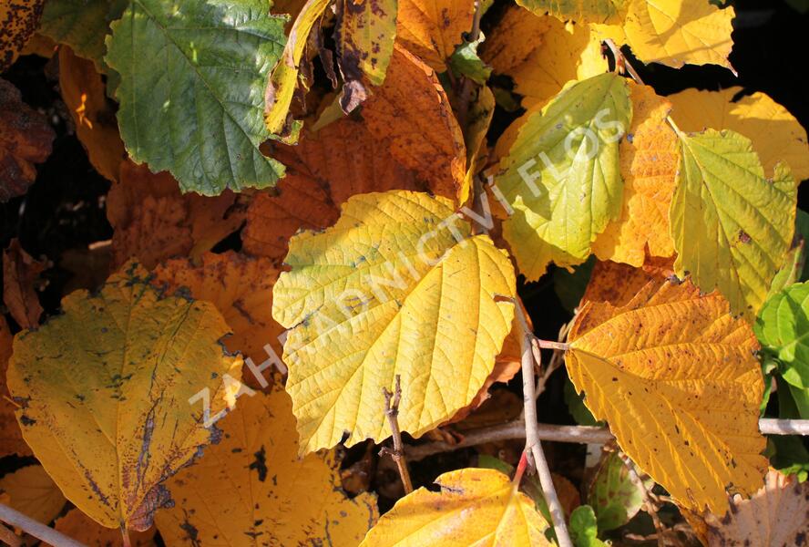 Vilín prostřední 'Aphrodite' - Hamamelis intermedia 'Aphrodite'