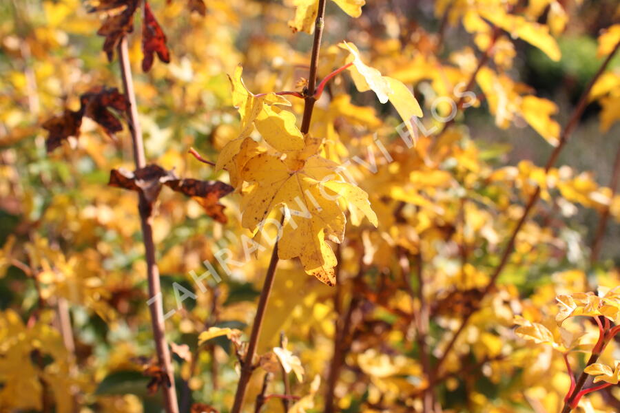 Javor babyka - Acer campestre