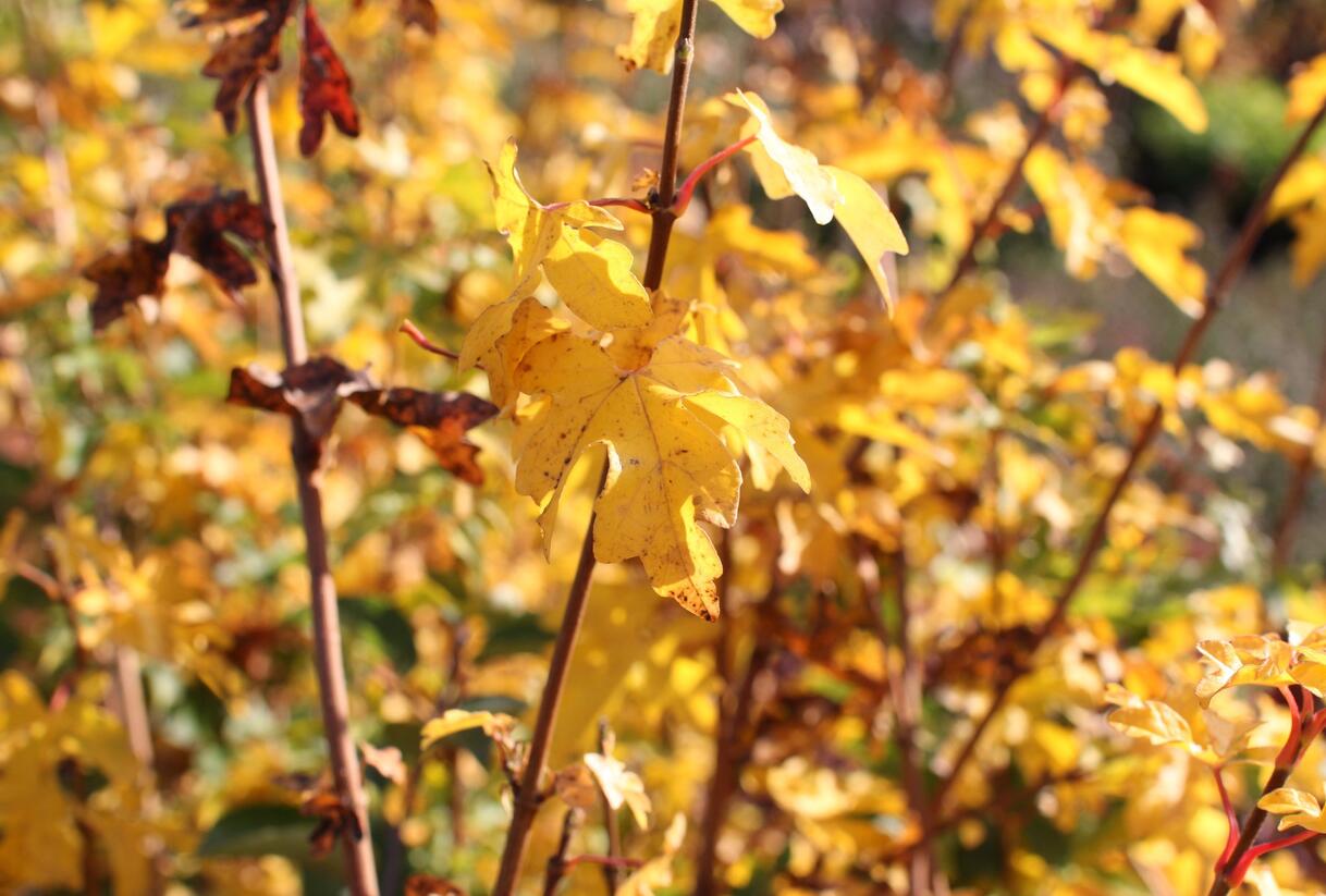 Javor babyka - Acer campestre