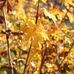 Javor babyka - Acer campestre