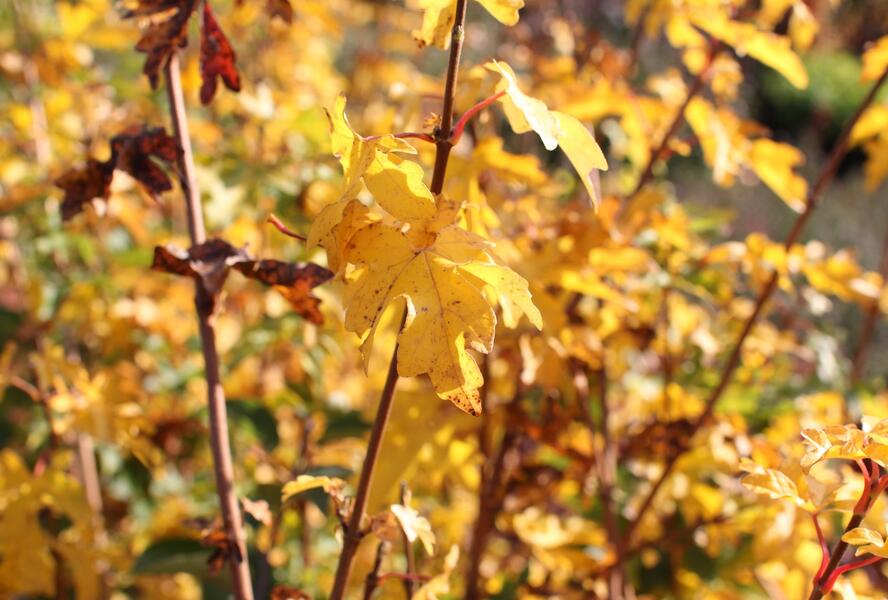 Javor babyka - Acer campestre