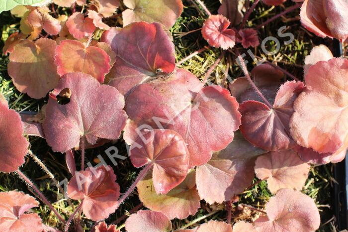 Dlužicha 'Northern Exposure Amber' - Heuchera hybrida 'Northern Exposure Amber'