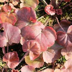 Dlužicha 'Northern Exposure Amber' - Heuchera 'Northern Exposure Amber'