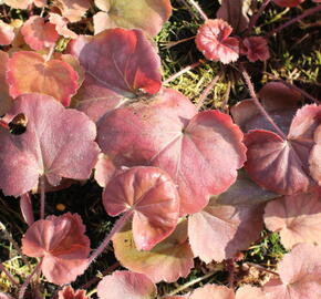 Dlužicha 'Northern Exposure Amber' - Heuchera 'Northern Exposure Amber'