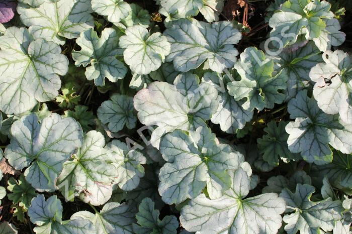 Dlužicha 'Shimmer' - Heuchera 'Shimmer'