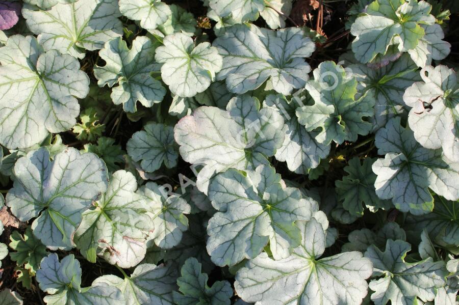 Dlužicha 'Shimmer' - Heuchera 'Shimmer'