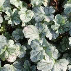 Dlužicha 'Shimmer' - Heuchera hybrida 'Shimmer'