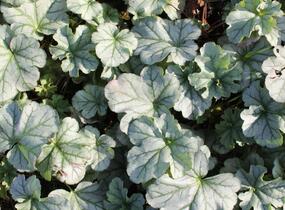 Dlužicha 'Shimmer' - Heuchera hybrida 'Shimmer'
