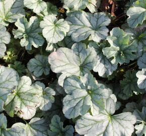 Dlužicha 'Shimmer' - Heuchera 'Shimmer'