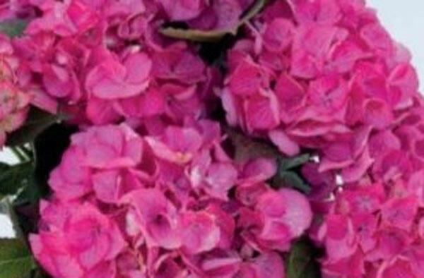 Hortenzie velkolistá 'Silky Pink'® - Hydrangea macrophylla 'Silky Pink'®
