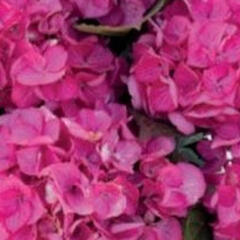 Hortenzie velkolistá 'Silky Pink'® - Hydrangea macrophylla 'Silky Pink'®