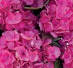 Hortenzie velkolistá 'Silky Pink'® - Hydrangea macrophylla 'Silky Pink'®