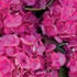 hortenzie-velkolista-silky-pink.jpg