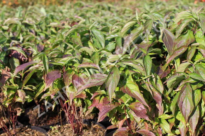 Svída výběžkatá 'Kelseyi' - Cornus sericea 'Kelseyi'