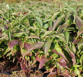 Svída výběžkatá 'Kelseyi' - Cornus sericea 'Kelseyi'