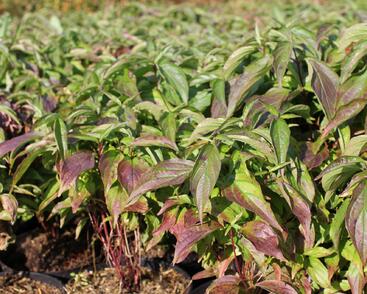 Svída výběžkatá 'Kelseyi'