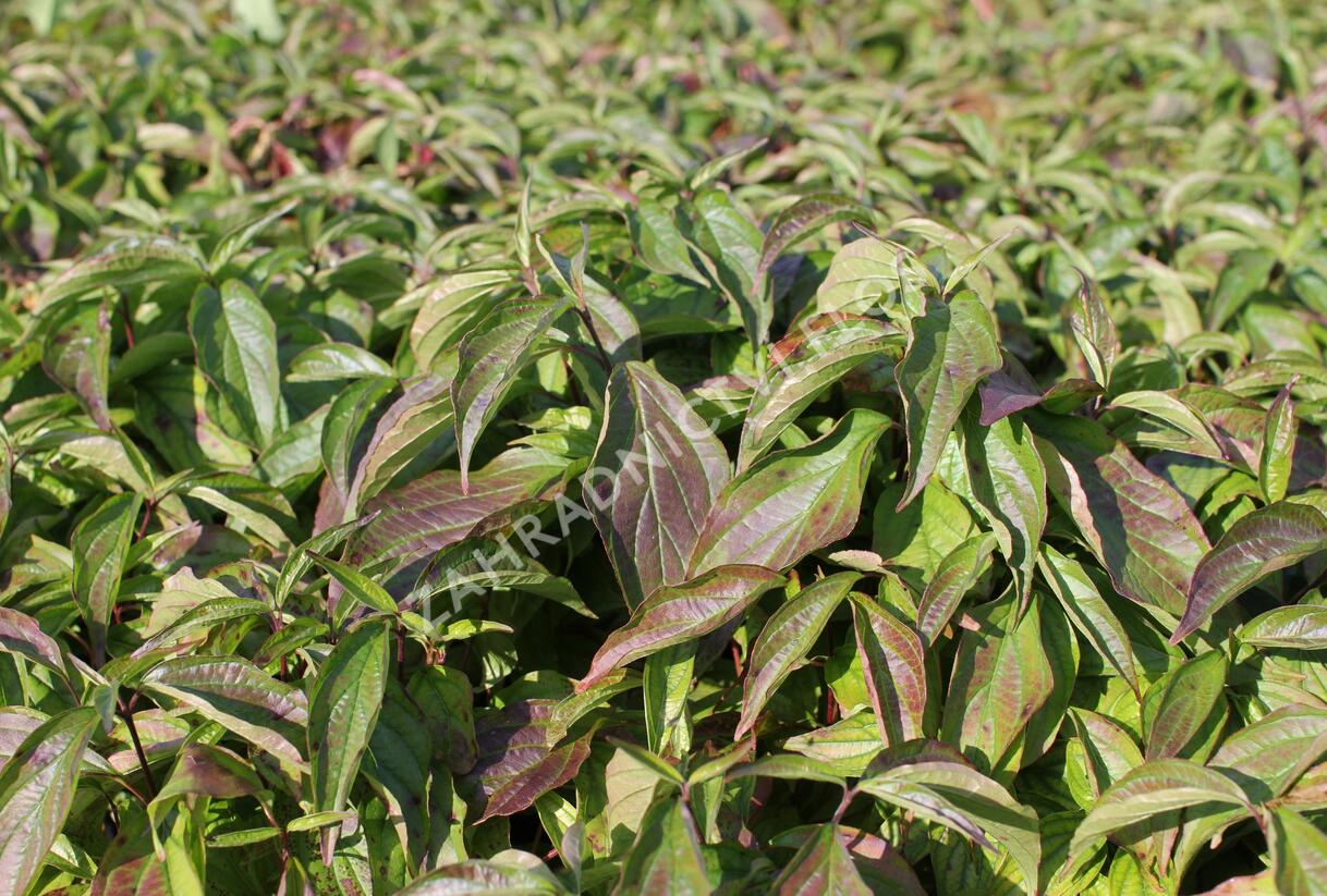 Svída výběžkatá 'Kelseyi' - Cornus sericea 'Kelseyi'