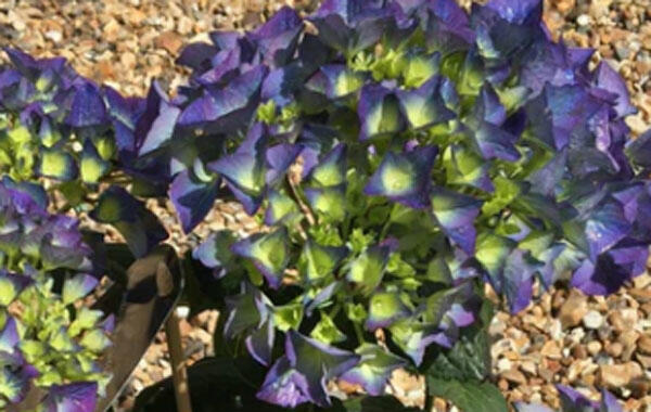 Hortenzie velkolistá 'Kardinal Blue' - Hydrangea macrophylla 'Kardinal Blue'