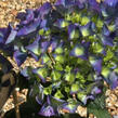 Hortenzie velkolistá 'Kardinal Blue' - Hydrangea macrophylla 'Kardinal Blue'