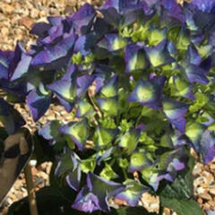Hortenzie velkolistá 'Kardinal Blue' - Hydrangea macrophylla 'Kardinal Blue'
