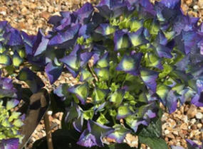 Hortenzie velkolistá 'Kardinal Blue' - Hydrangea macrophylla 'Kardinal Blue'