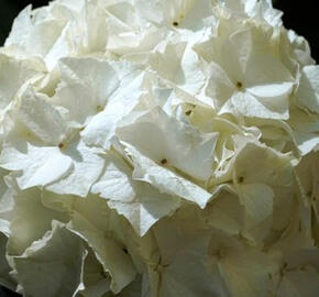 Hortenzie velkolistá 'White Butterfly'® - Hydrangea macrophylla 'White Butterfly'®