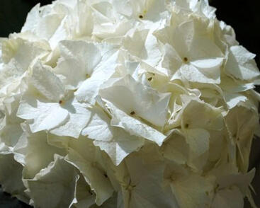 Hortenzie velkolistá 'White Butterfly'®