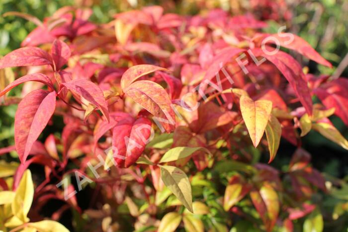 Nandina domácí 'Firepower' - Nandina domestica 'Firepower'