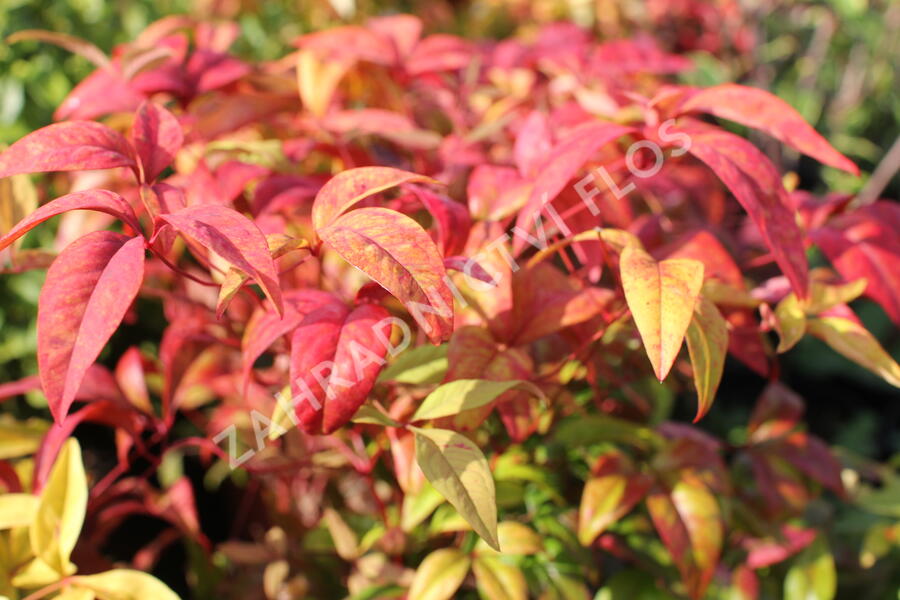 Nandina domácí 'Firepower' - Nandina domestica 'Firepower'