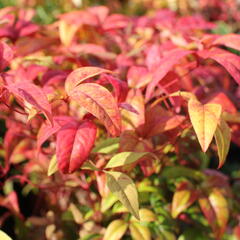 Nandina domácí 'Firepower' - Nandina domestica 'Firepower'