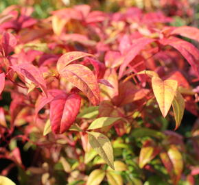 Nandina domácí 'Firepower' - Nandina domestica 'Firepower'